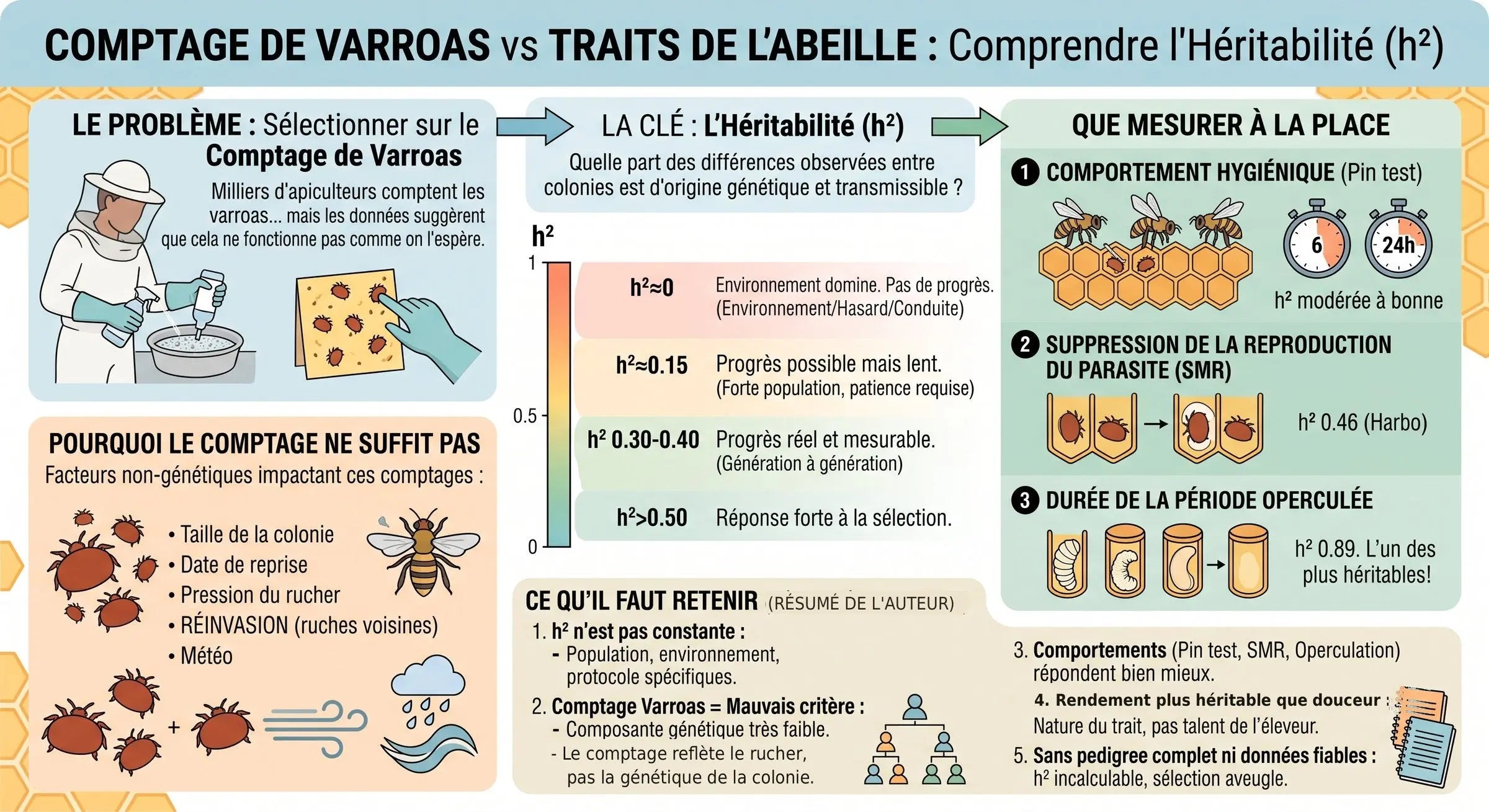 Compter les varroas ne vous fera jamais sélectionner une abeille résistante Les Ruchers de Potter