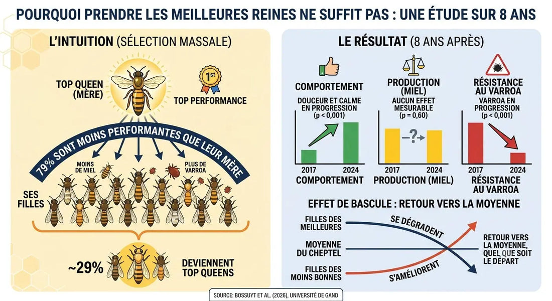 Huit ans de sélection massale : la douceur progresse, la résistance au varroa recule Les Ruchers de Potter