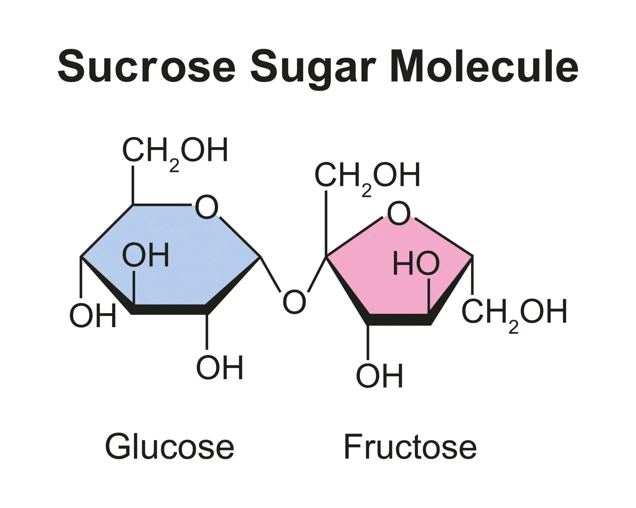 L'Alimentation de l'Abeille : Décryptage Complet des Besoins Nutritifs - Les Ruchers de Potter