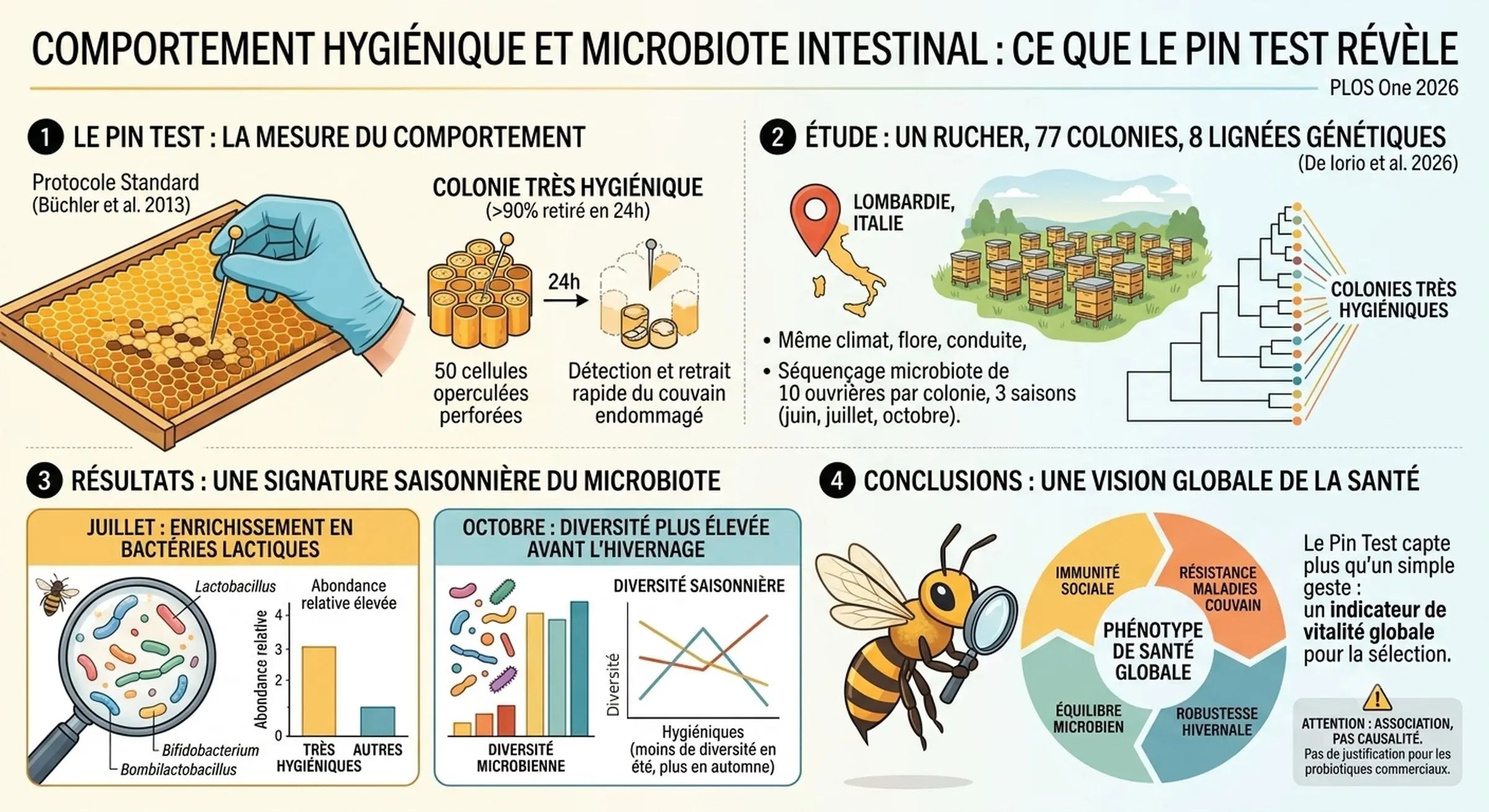 Pin test et microbiote intestinal de l'abeille : résultats de l'étude PLOS One 2026 sur 77 colonies