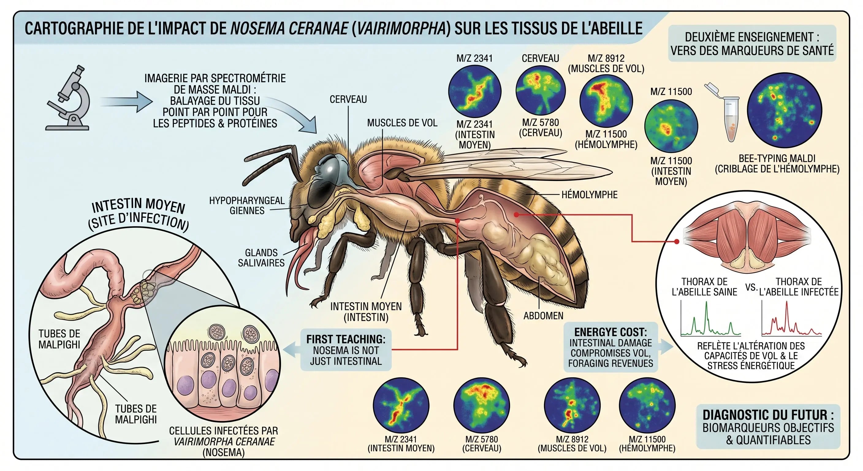 Nosema chez l'abeille : ce que révèle l'imagerie moléculaire – Les Ruchers de Potter