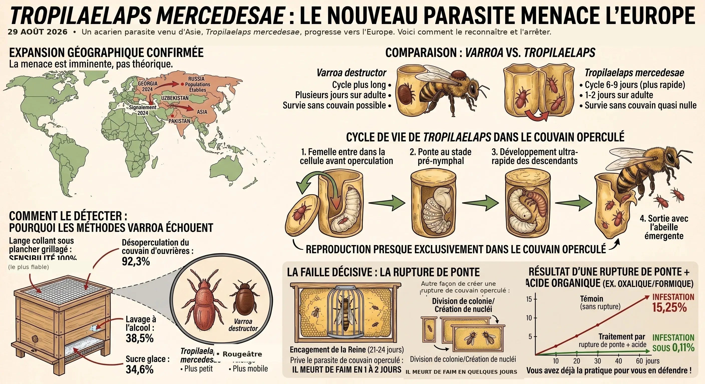 Tropilaelaps : le parasite qui arrive d'Asie, et pourquoi vous avez déjà la pratique pour vous en défendre Les Ruchers de Potter