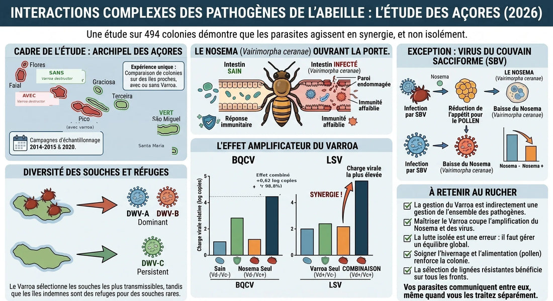 Varroa, nosema, virus : pourquoi les parasites de la ruche ne travaillent jamais seuls Les Ruchers de Potter