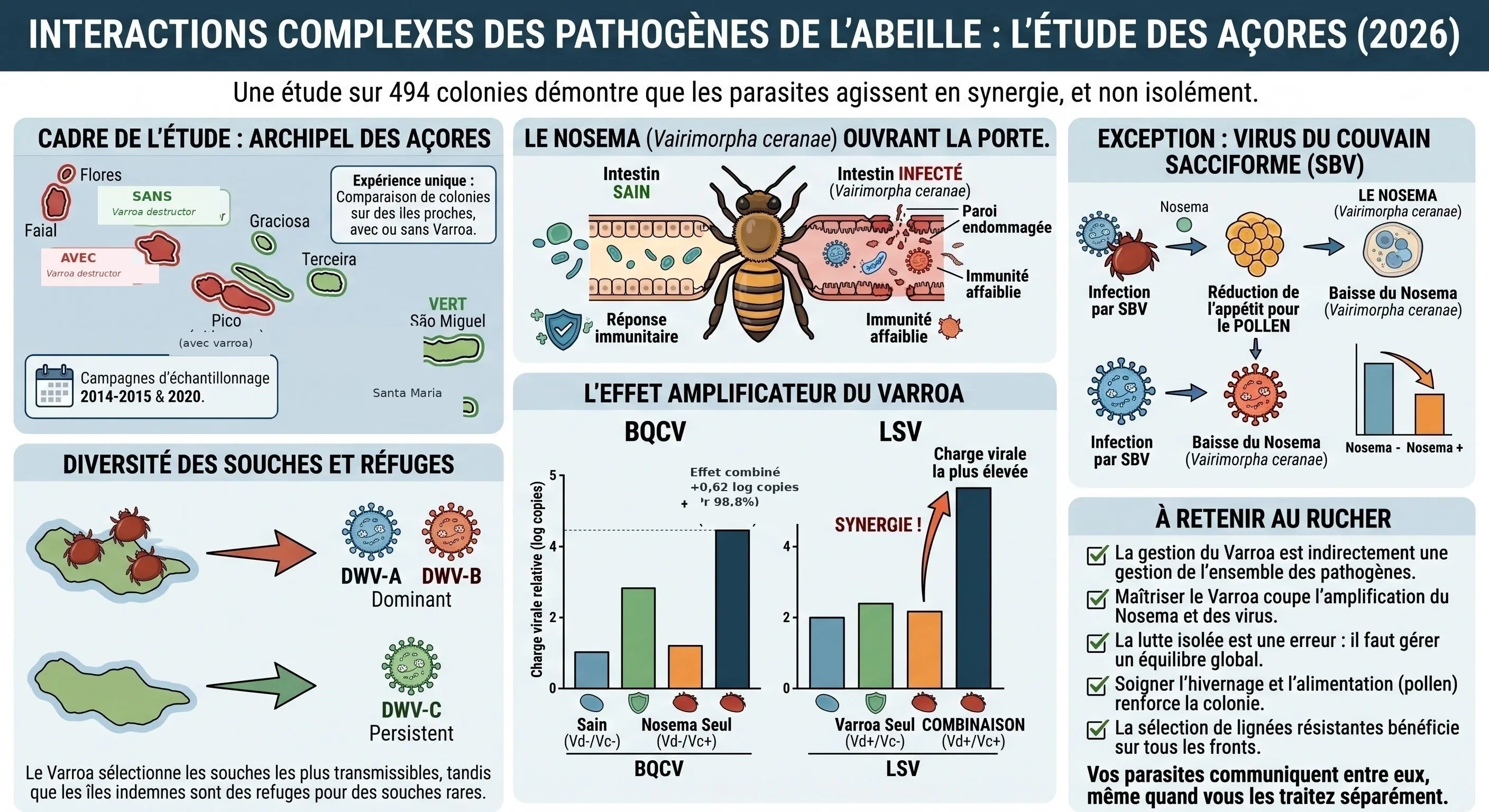 Varroa, nosema, virus : pourquoi les parasites de la ruche ne travaillent jamais seuls Les Ruchers de Potter