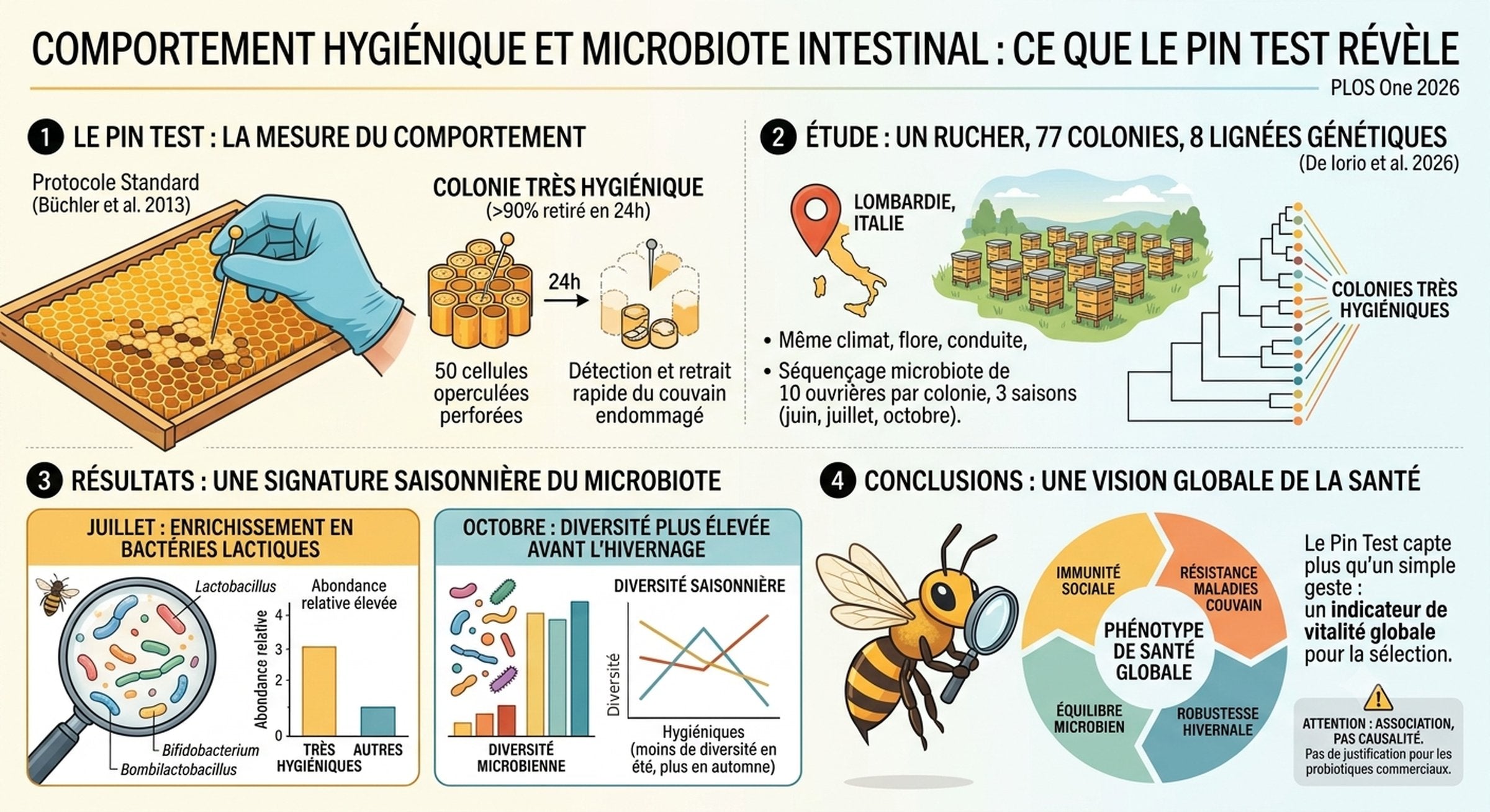 Pin test et microbiote intestinal de l'abeille : résultats de l'étude PLOS One 2026 sur 77 colonies
