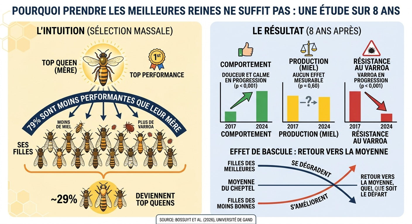 Huit ans de sélection massale : la douceur progresse, la résistance au varroa recule