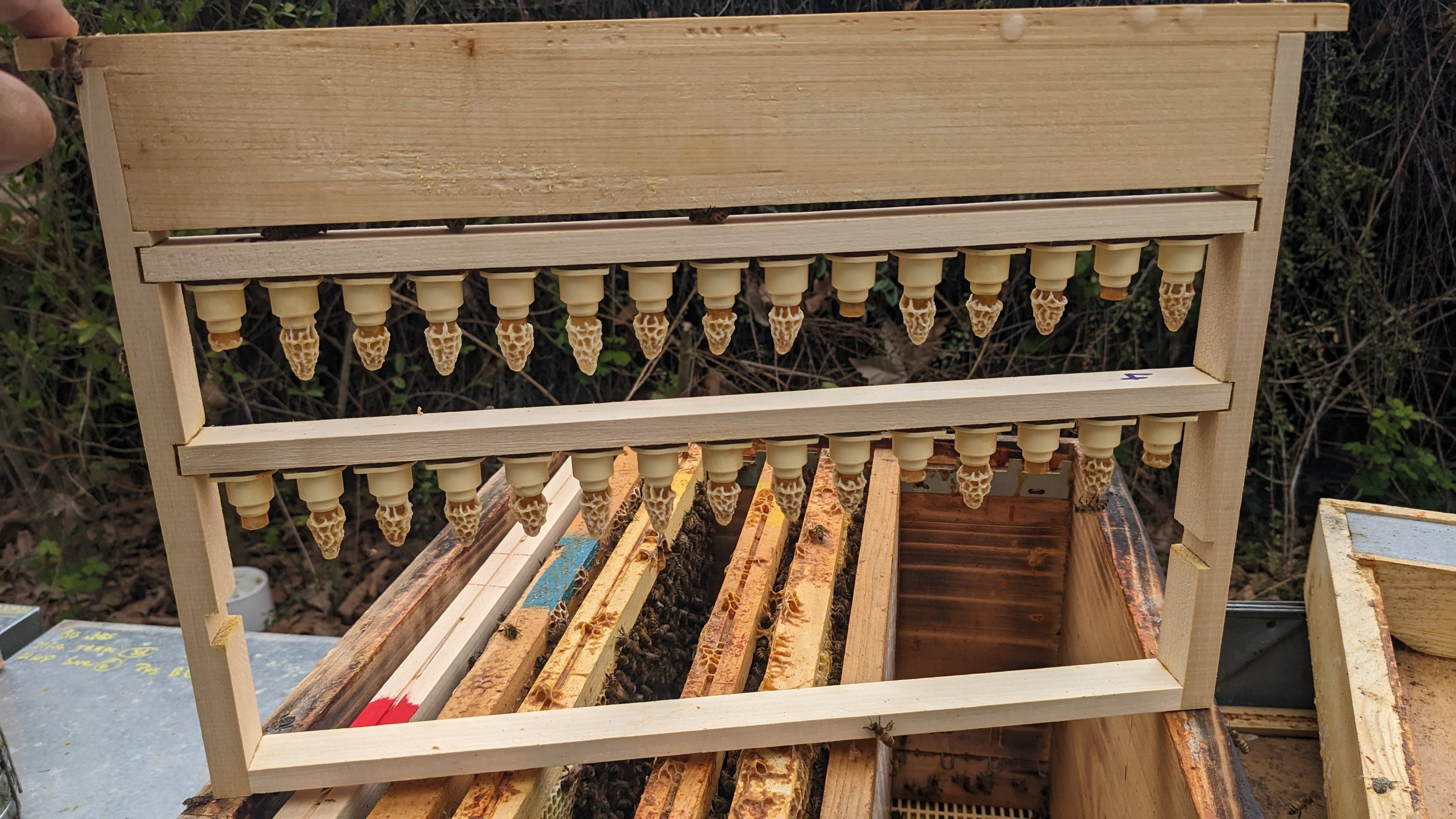 Cellules royales Buckfast