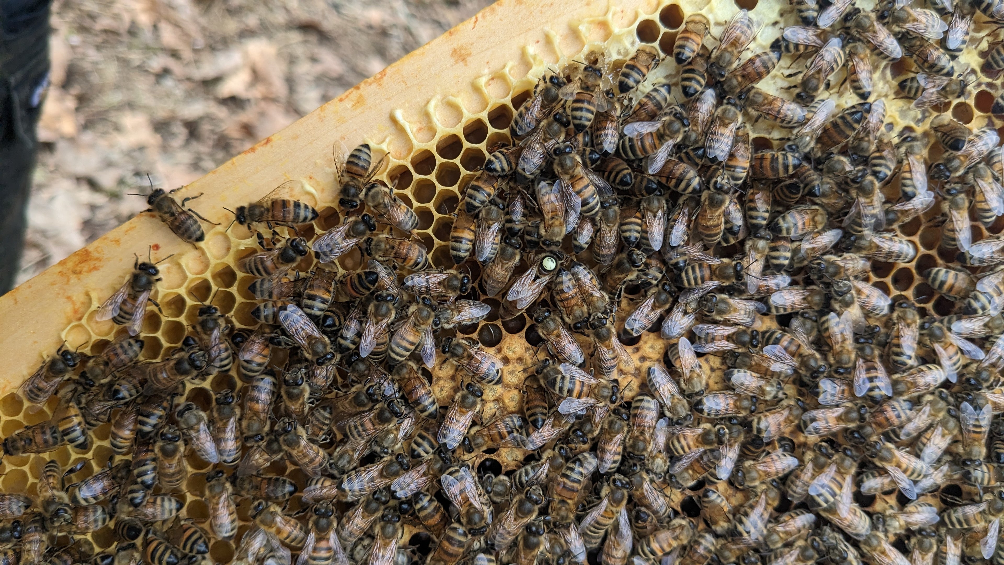 Reines Buckfast F0 (RFD)