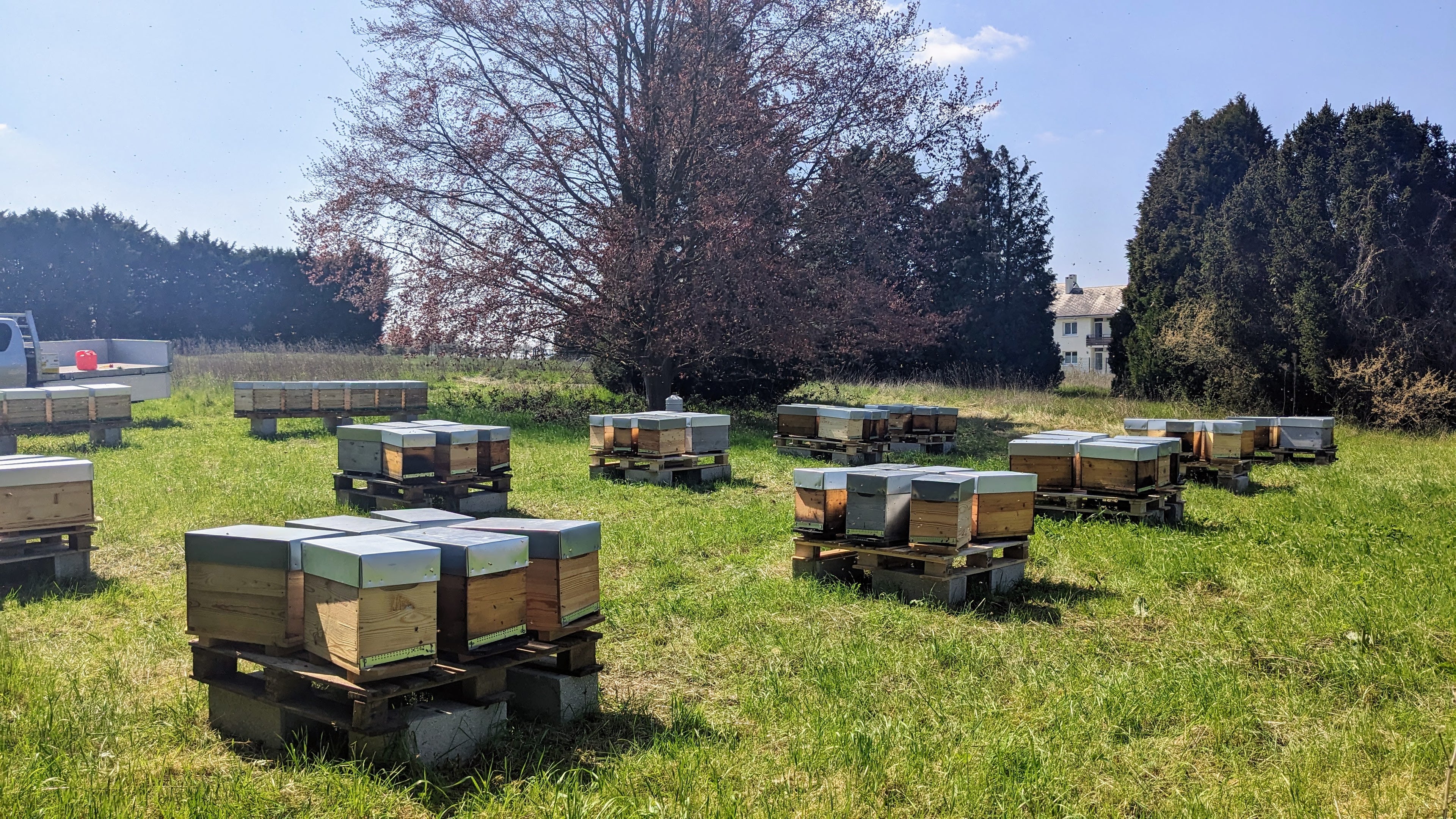 Essaim Buckfast hiverné