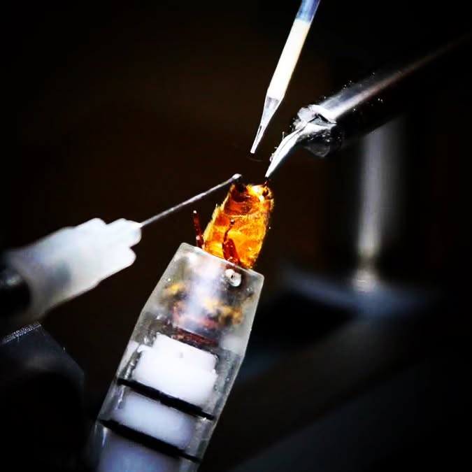 Reines inséminée Buckfast