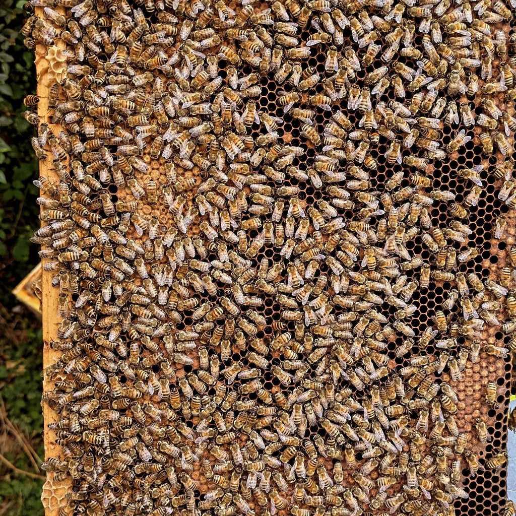 Essaim Buckfast 5 cadres Dadant Les ruchers de Potter