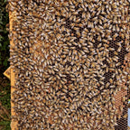 Essaim Buckfast 5 cadres Dadant Les ruchers de Potter