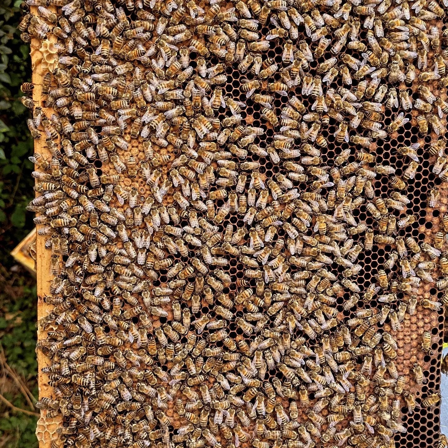 Essaim Buckfast 5 cadres Dadant Les ruchers de Potter