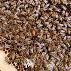 Reines Buckfast Les ruchers de Potter