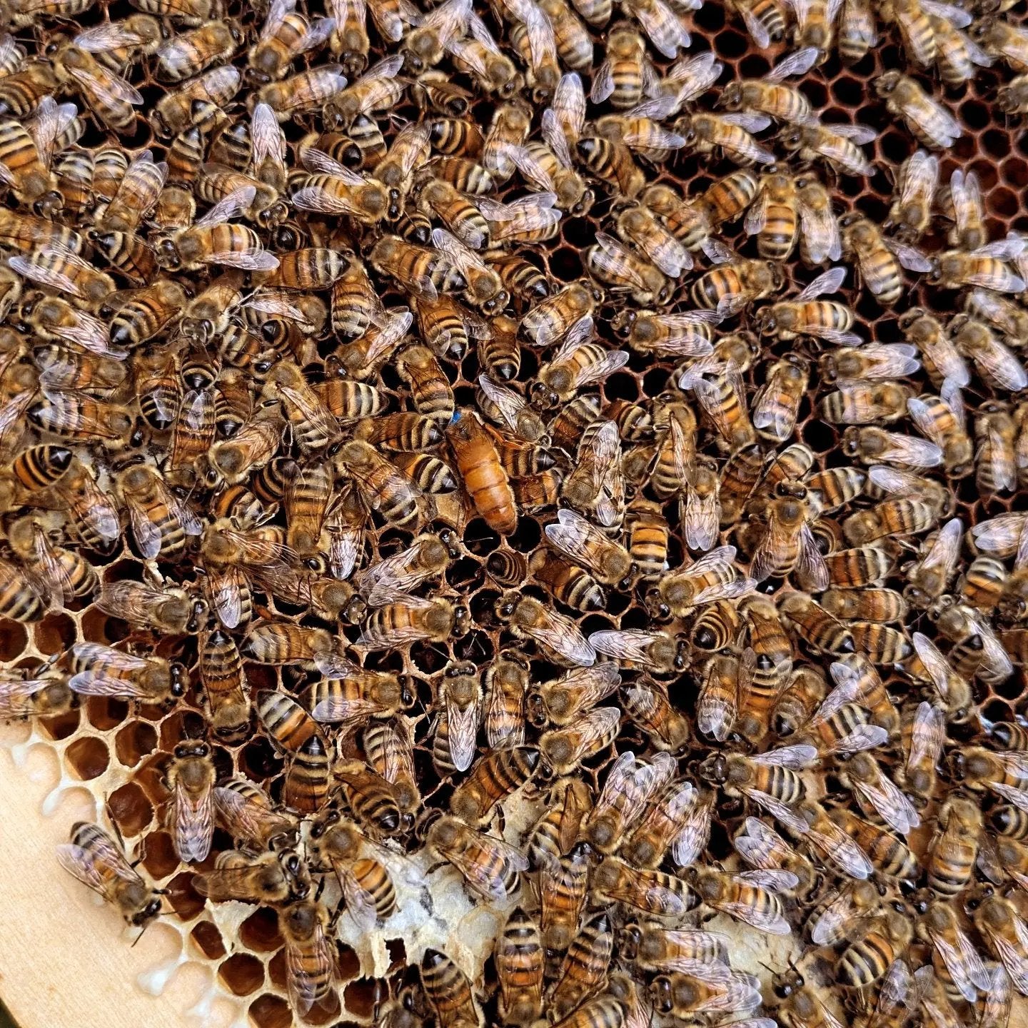 Reines Buckfast Les ruchers de Potter