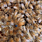 Reines Buckfast Les ruchers de Potter