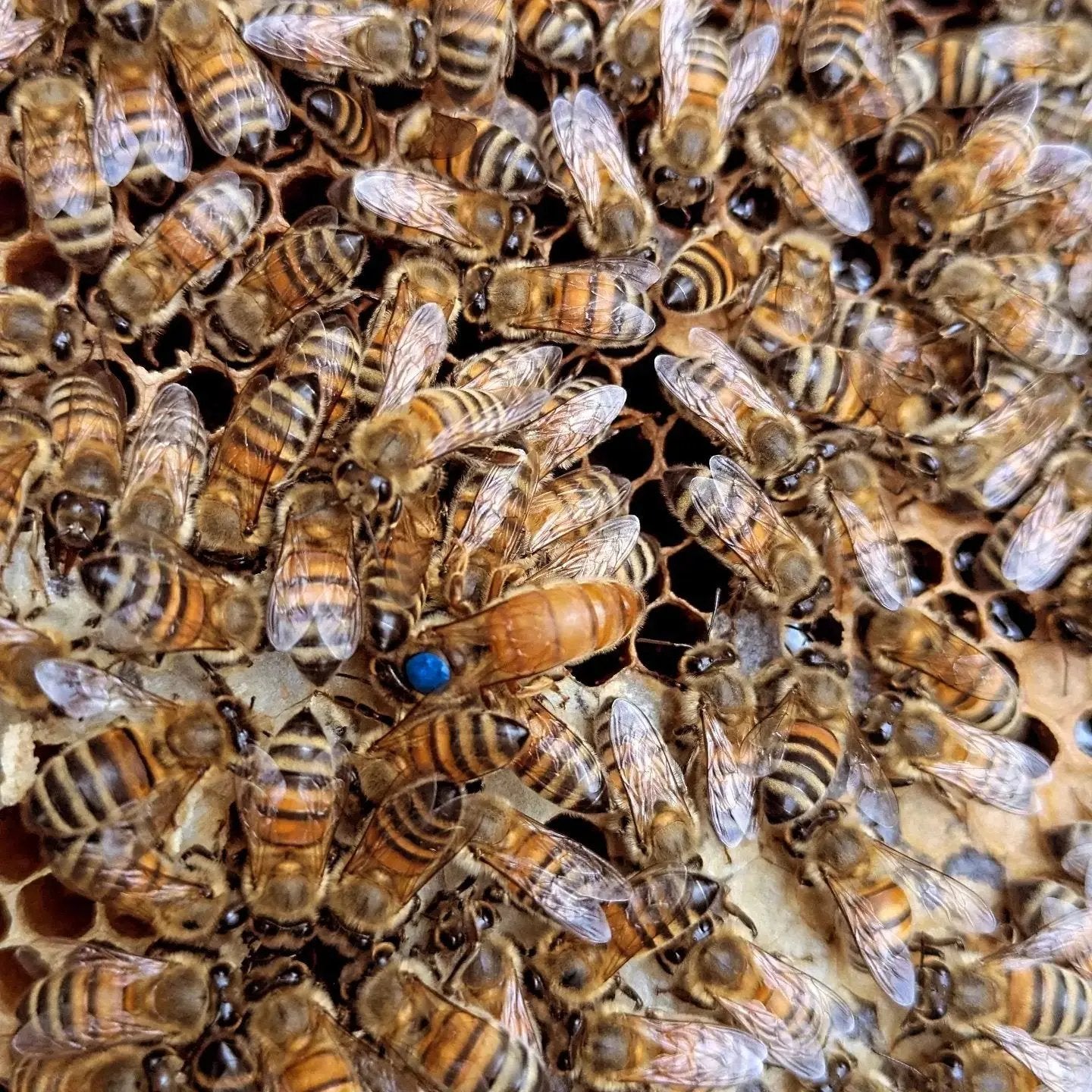 Reines Buckfast Les ruchers de Potter