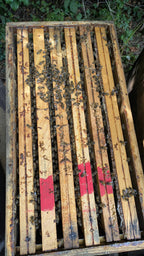 Essaim Buckfast 5 cadres Dadant Les ruchers de Potter