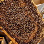 Essaim Buckfast 5 cadres Dadant Les ruchers de Potter