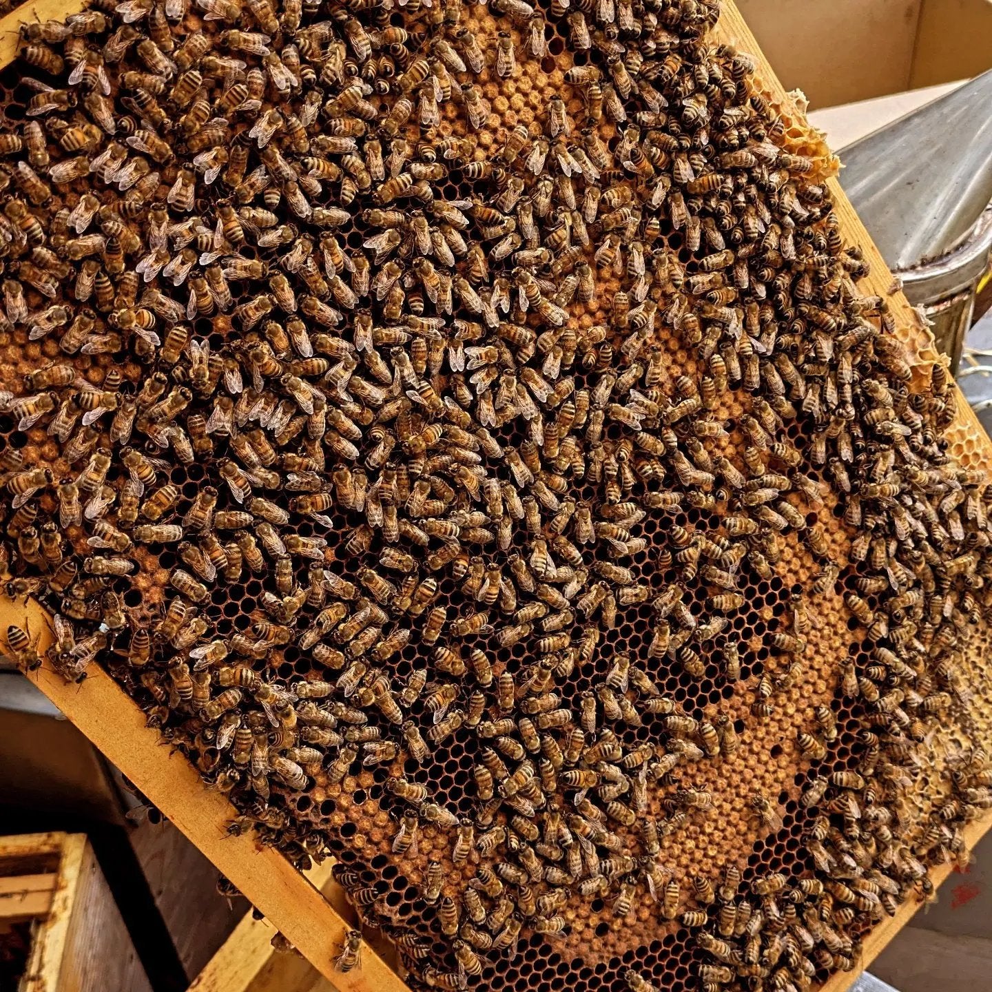 Essaim Buckfast 5 cadres Dadant Les ruchers de Potter