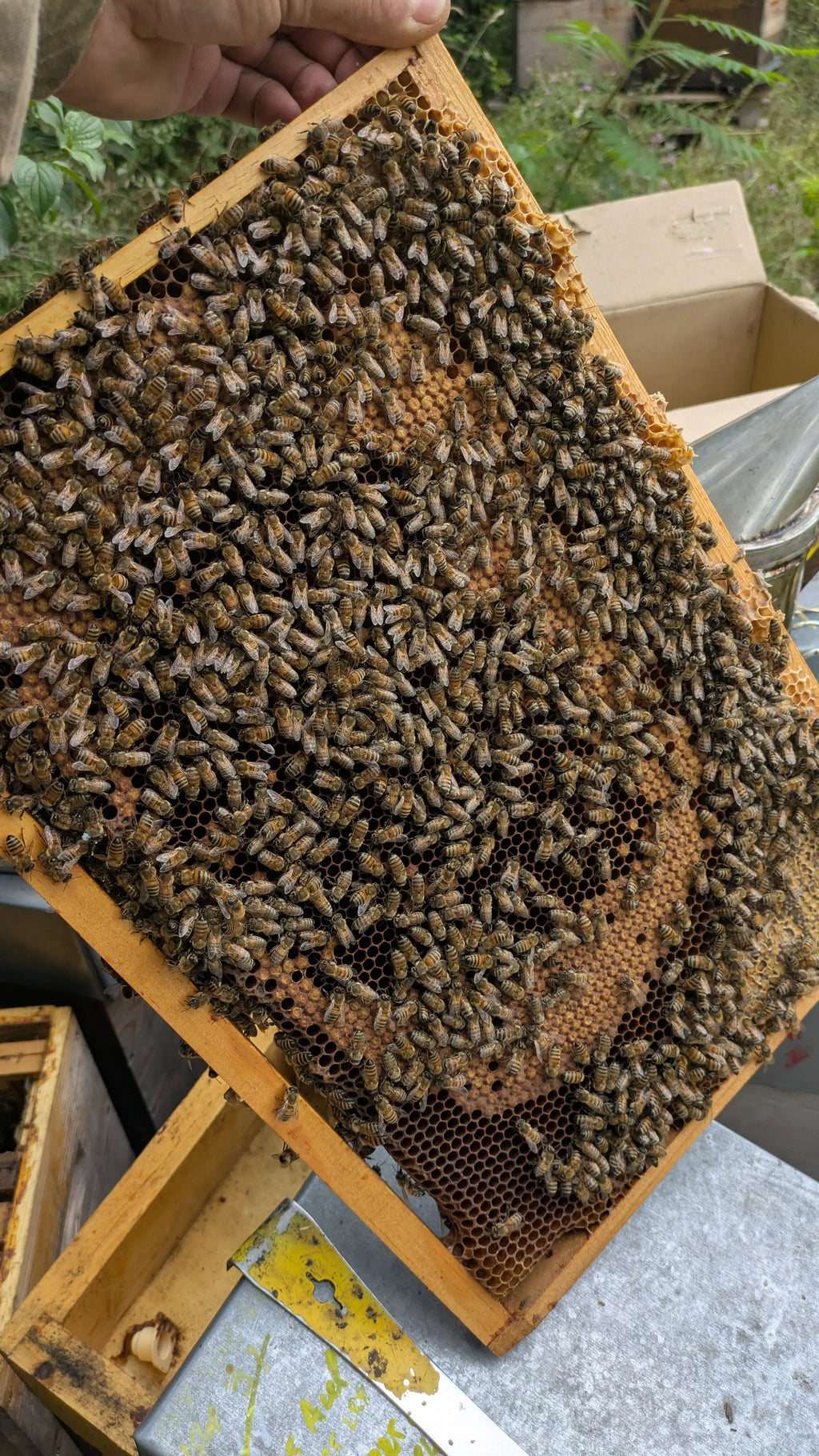 Essaim Buckfast 5 cadres Dadant Les ruchers de Potter