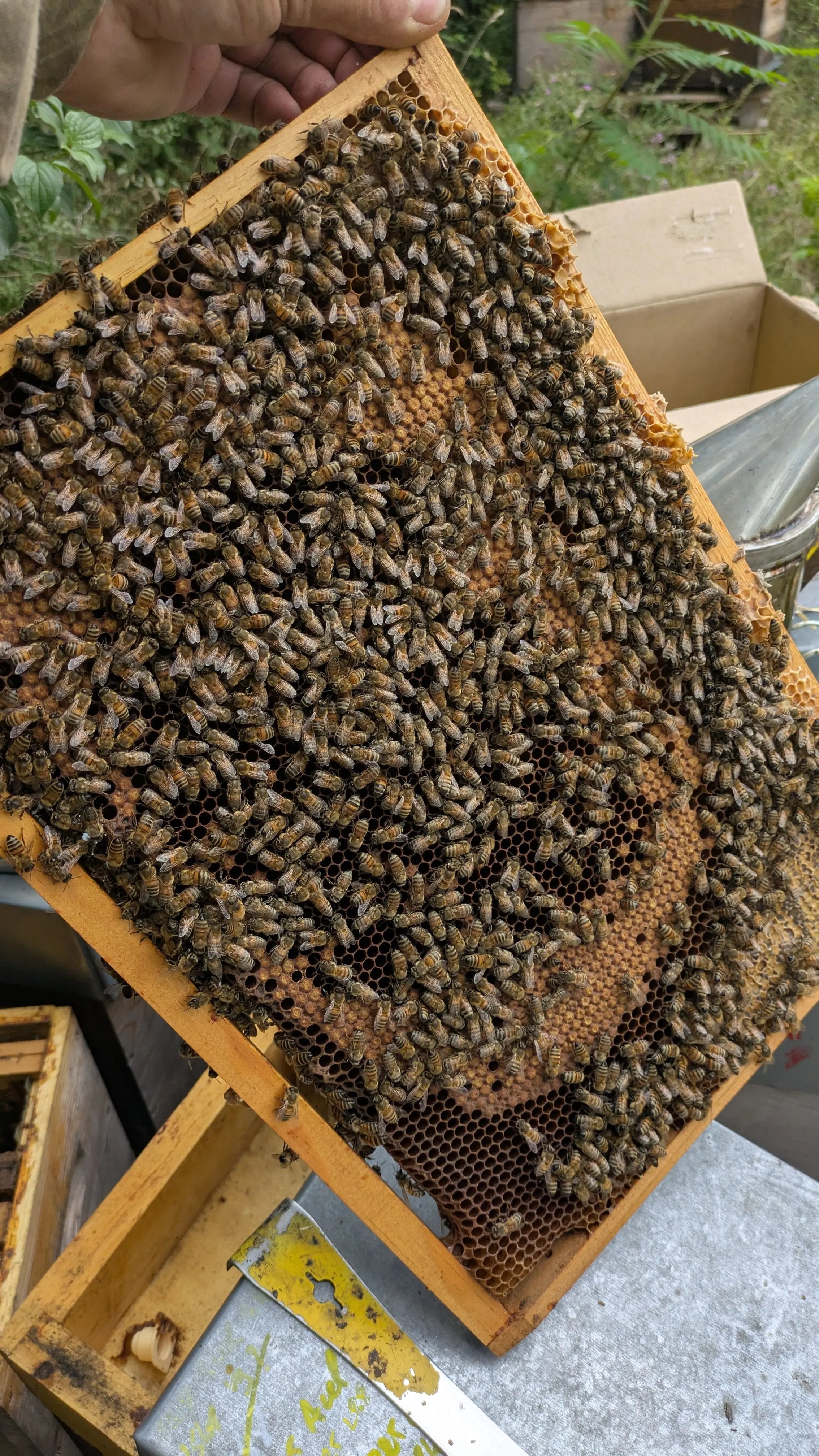 Essaim Buckfast 5 cadres Dadant Les ruchers de Potter