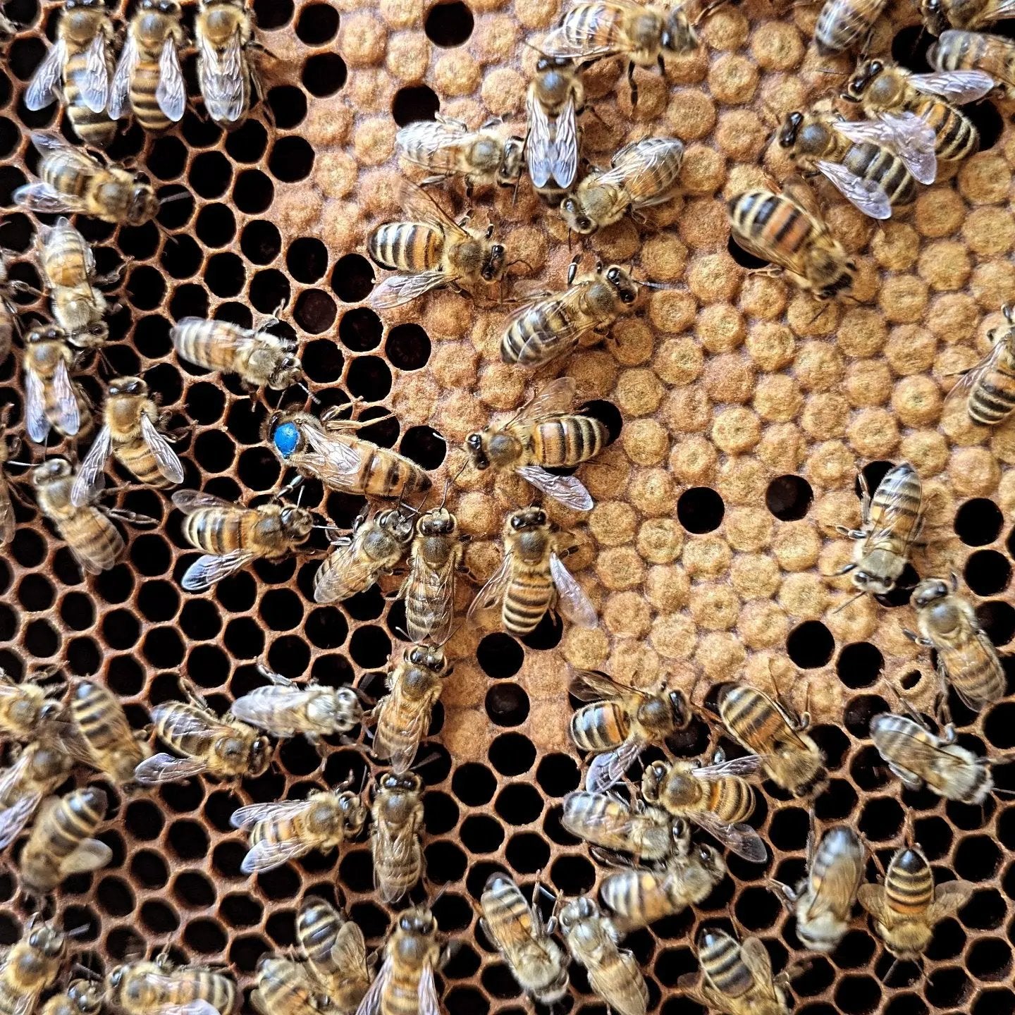 Reines Buckfast Les ruchers de Potter